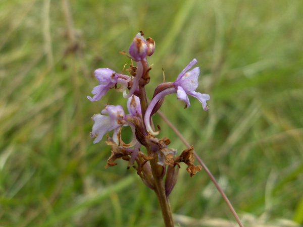 chalk fragrant orchid / Gymnadenia conopsea: All 3 species of _Gymnadenia_ have long, curved spurs.