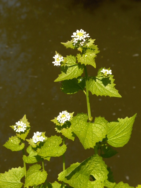 garlic mustard / Alliaria petiolata: _Alliaria petiolata_ is a common herb of woodland edges and anthropogenic habitats.