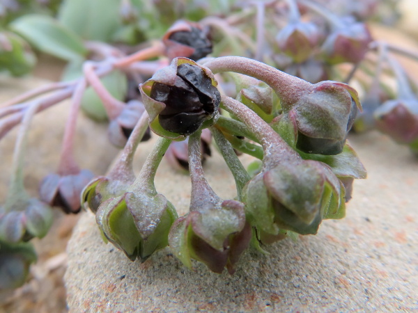 oysterplant / Mertensia maritima: The fruit of _Mertensia maritima_ is a group of 4 black nutlets.
