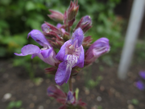 sage / Salvia officinalis: _Salvia officinalis_ is widely grown as a culinary herb.