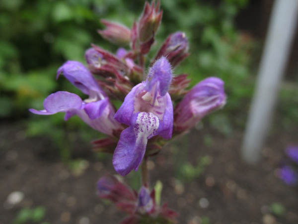 sage / Salvia officinalis