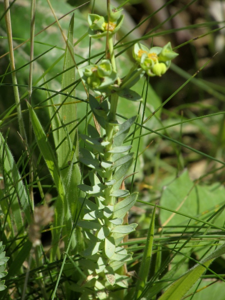 sea spurge / Euphorbia paralias: The leaves of _Euphorbia paralias_ are narrower and less conspicuously veined than those of _Euphorbia portlandica_.