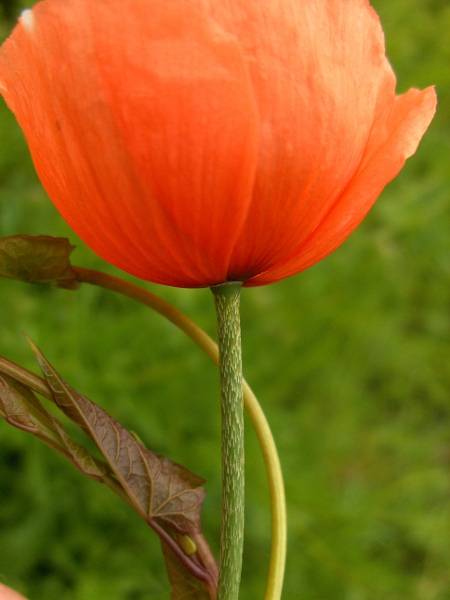 long-headed poppy / Papaver dubium: The pedicel of _Papaver dubium_ has forward-pointing (antrorse) appressed hairs, in contrast to the patent hairs of _Papaver rhoeas_.