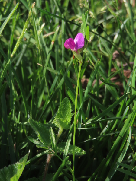 spring vetch / Vicia lathyroides: _Vicia lathyroides_ is a vetch of sandy soils, mostly along the coast; its leaves have only a simple tendril or just a short stub instead.