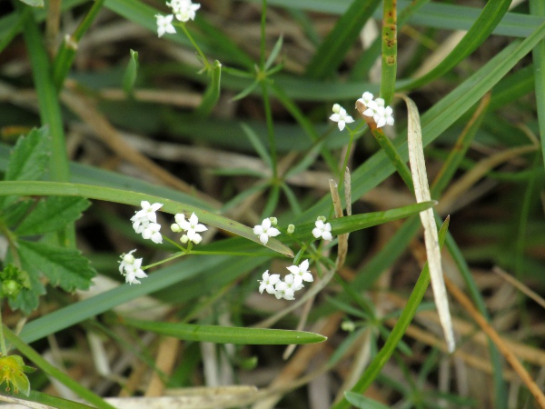 limestone bedstraw / Galium sterneri: _Galium sterneri_ has typical white bedstraw flowers; it grows over limestone, mostly in upland areas.