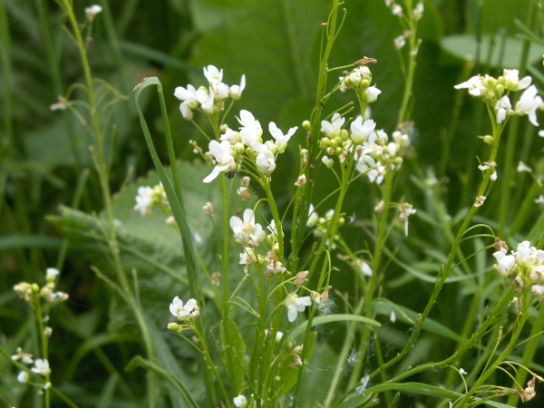 horseradish / Armoracia rusticana: The flowering stalks of _Armoracia rusticana_ are often a little distance from the basal leaf rosettes; it does not seem to set seed in the British Isles.