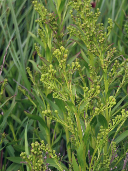 seaside goldenrod / Solidago sempervirens: _Solidago sempervirens_ (seem here shortly before flowering) has entire leaves with 3–5 long, almost parallel primary veins.