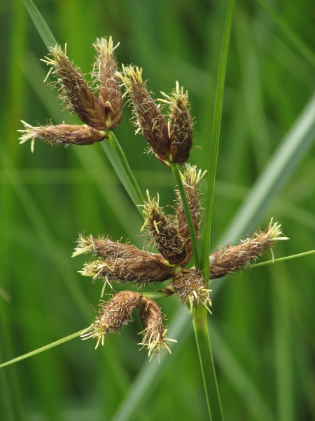 sea club-rush / Bolboschoenus maritimus: The inflorescence of _Bolboschoenus maritimus_ consists of several large, round-sectioned spikelets with a few long, leaf-like bracts below them.