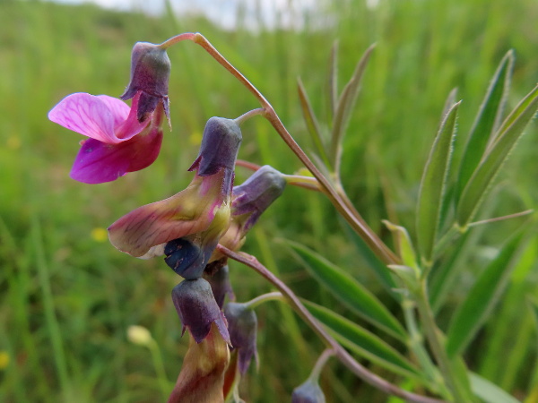 bitter vetch / Lathyrus linifolius: _Lathyrus linifolius_ is a perennial herb of infertile soils; it has winged stems and paripinnate leaves, sometimes with a short point but no real tendrils.