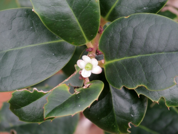 Highclere holly / Ilex × altaclerensis: Flower