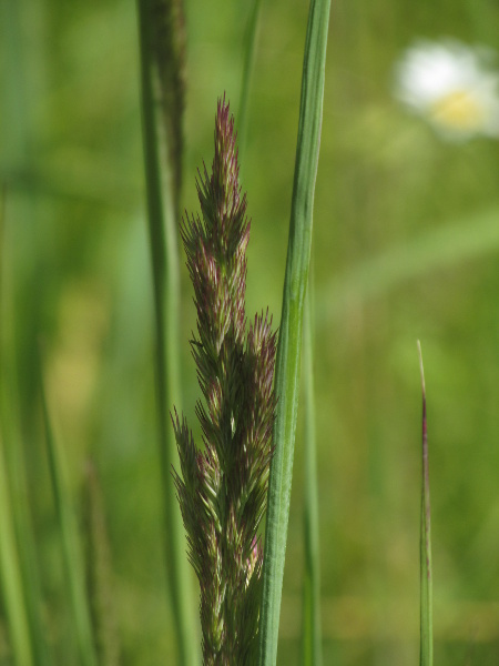 wood small-reed / Calamagrostis epigejos: _Calamagrostis epigejos_ is a perennial grass of damp, largely ungrazed grasslands.