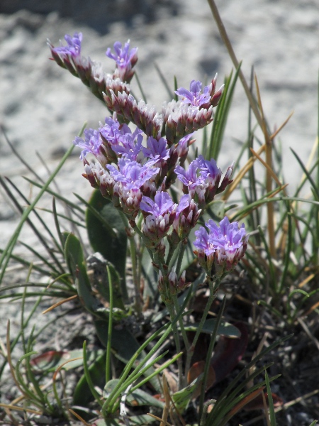 rock sea-lavender / Limonium binervosum: _Limonium binervosum_ is a sea-lavender species not restricted to salt-marshes; its leaves have one or more longitudinal veins but no distinct branching veins.