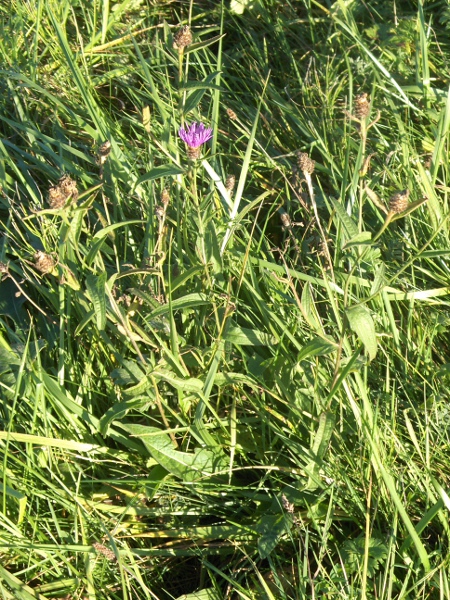 common knapweed / Centaurea nigra
