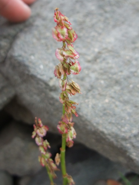 mountain sorrel / Oxyria digyna: Unlike the 3-faced achenes of _Rumex_, the fruits of _Oxyria digyna_ have 2 flattish faces.