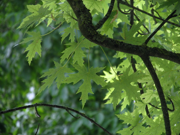 silver maple / Acer saccharinum: _Acer saccharinum_ has more deeply divided and lobed leaves than our native _Acer_ species; it is often planted as an amenity tree.