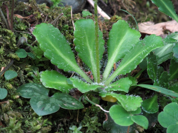 Pyrenean saxifrage / Saxifraga umbrosa