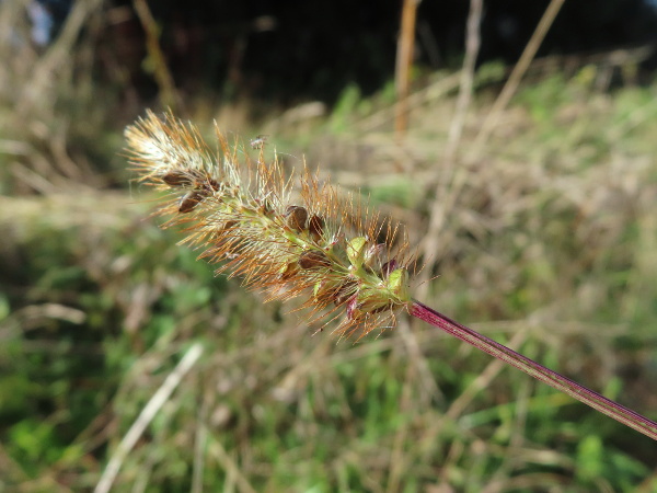 knotroot bristle-grass / Setaria parviflora