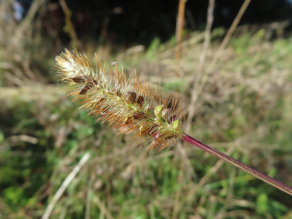 knotroot bristle-grass / Setaria parviflora: _Setaria parviflora_ is a North American species that, like _Setaria pumila_, has many bristles below each floret, but with narrower spikes.