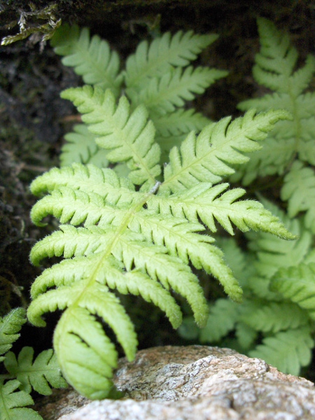 beech fern / Phegopteris connectilis: _Phegopteris connectilis_ has finely hairy leaves, with the lowest pair of pinnae swung backwards.