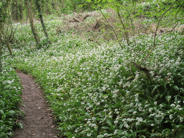 ramsons / Allium ursinum: _Allium ursinum_ grows in woodlands across the British Isles, and can dominate the understorey for a time in spring.