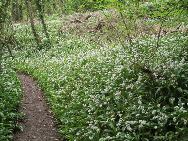 ramsons / Allium ursinum