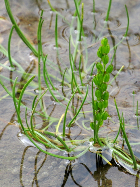 sea arrowgrass / Triglochin maritima: The fruits of _Triglochin maritima_ are 6-parted capsules, in contrast to the 3-parted capsules of _Triglochin palustris_.