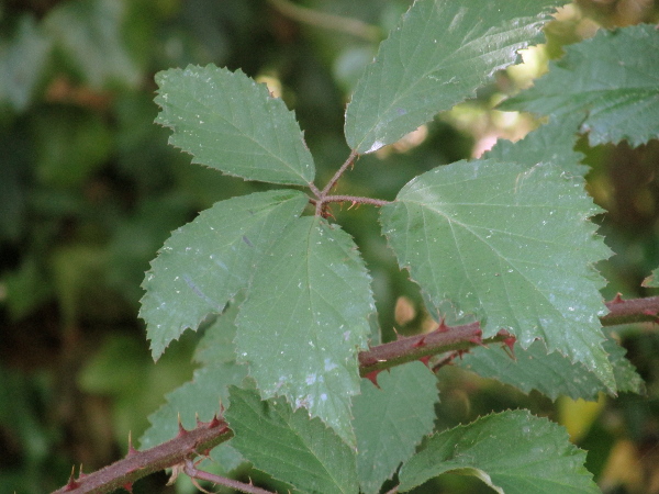 brambles / Rubus ser. Radulae: The brambles of _Rubus_ ser. _Radulae_ have leaves with ovate or elliptic, saw-toothed leaflets, usually hairy or felted below.