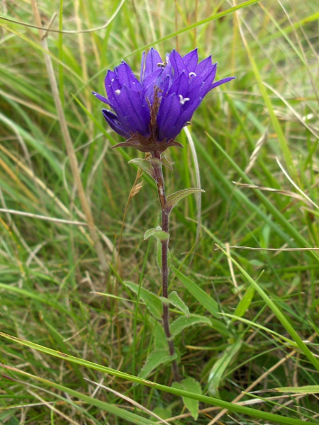 clustered bellflower / Campanula glomerata: _Campanula glomerata_ grows in calcareous grassland in England, eastern Scotland, and a few coastal cliffs in the Vale of Glamorgan.
