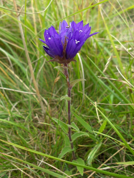 clustered bellflower / Campanula glomerata: _Campanula glomerata_ grows in calcareous grassland in England, eastern Scotland, and a few coastal cliffs in the Vale of Glamorgan.