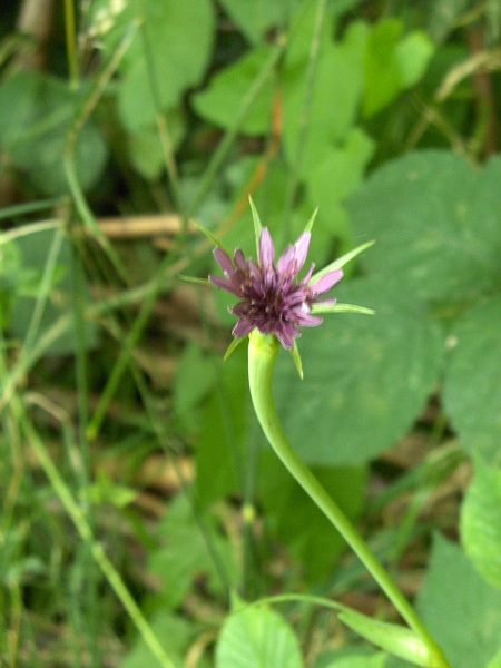 salsify / Tragopogon porrifolius: _Tragopogon porrifolius_ subsp. _australis_ has ligules about half the length of the phyllaries, unlike _T. porrifolius_ subsp. _porrifolius_.