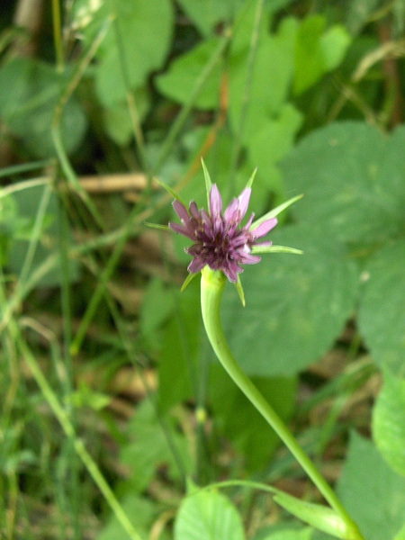 salsify / Tragopogon porrifolius: _Tragopogon porrifolius_ subsp. _australis_ has ligules about half the length of the phyllaries, unlike _T. porrifolius_ subsp. _porrifolius_.