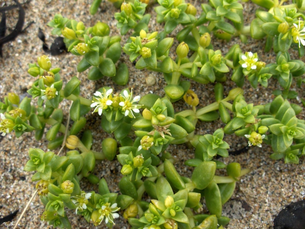sea sandwort / Honckenya peploides: _Honckenya peploides_ is a subdioecious plant of sandy and gravelly shores; the male flowers have large white petals.