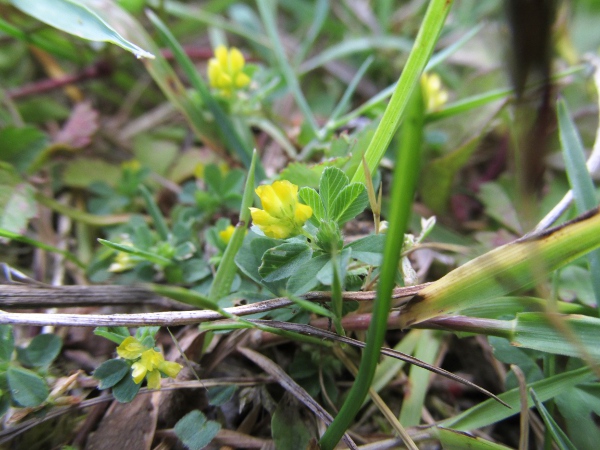 slender trefoil / Trifolium micranthum: _Trifolium micranthum_ differs from the other yellow-flowering clovers by its inflorescences with fewer, smaller flowers.