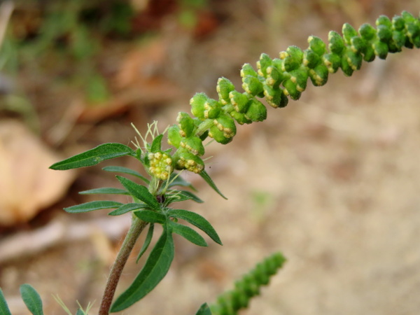 ragweed / Ambrosia artemisiifolia: The inflorescences of _Ambrosia artemisiifolia_ are peculiar for a composite; male heads are arranged in tall spikes and each droop downwards.