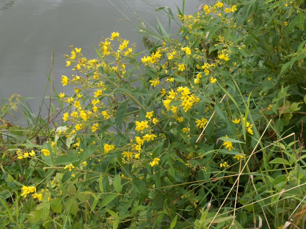yellow loosestrife / Lysimachia vulgaris: _Lysimachia vulgaris_ is found on river-banks across the British Isles, except for northern Scotland.