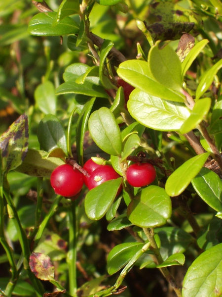 cowberry / Vaccinium vitis-idaea: The fruit of _Vaccinium vitis-idaea_ is a red berry; its leaves have regularly spaced glands, visible when held up to the light.