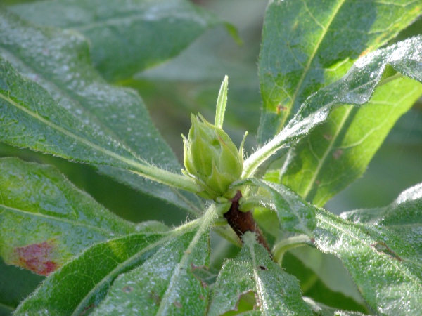 yellow azalea / Rhododendron luteum: Bud and leaves – the leaves of _Rhododendron luteum_ are deciduous and somewhat hairy, especially on the petioles.