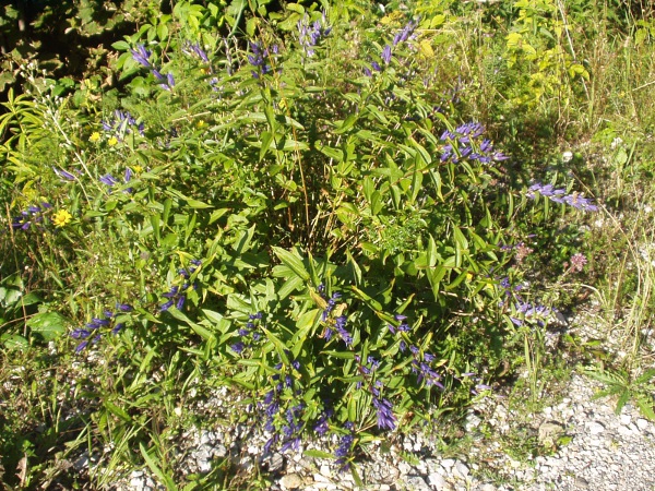 willow gentian / Gentiana asclepiadea: _Gentiana asclepiadea_ is an uncommon garden escape.
