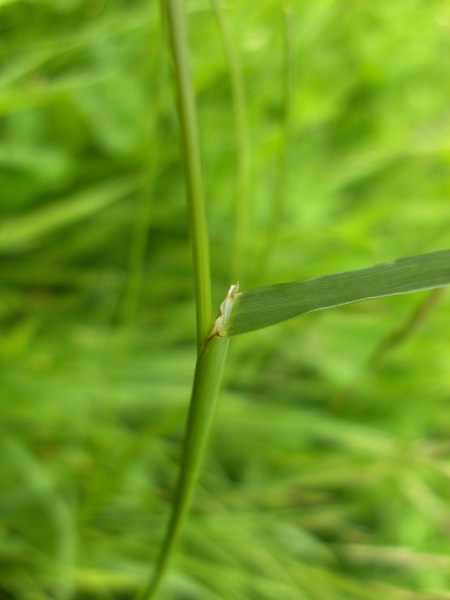 crested dog’s-tail / Cynosurus cristatus