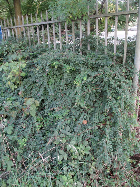 Chenault’s snowberry / Symphoricarpos × chenaultii: _Symphoricarpos_ × _chenaultii_ is a garden hybrid between _Symphoricarpos orbiculatus_ and _S. microphyllus_.