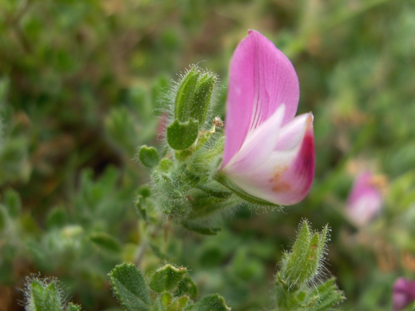 common restharrow / Ononis repens: As well as its creeping habit, _Ononis repens_ differs from _Ononis spinosa_ in its shorter, rounder leaves and more evenly hairy stems.