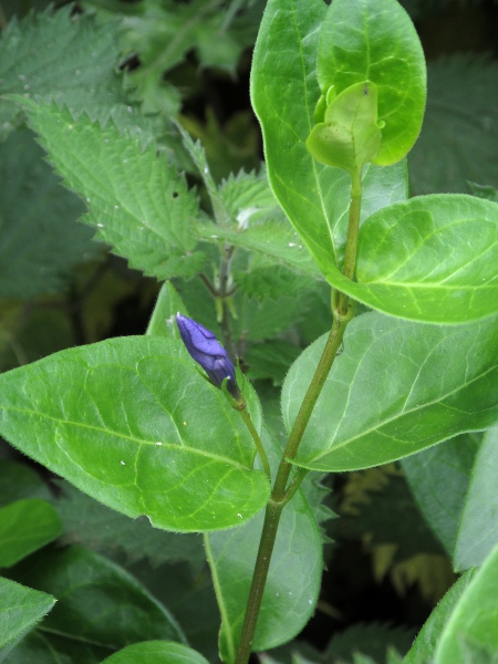 greater periwinkle / Vinca major: The minutely hairy leaf edges separate _Vinca major_ from the other _Vinca_ species in the British Isles.