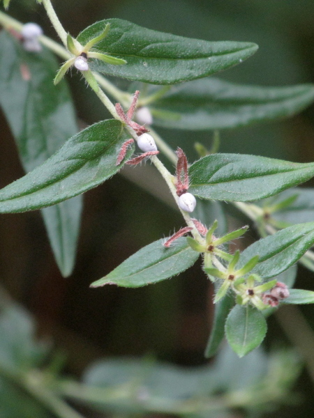 common gromwell / Lithospermum officinale: The nutlets of _Lithospermum officinale_ are smooth and white.