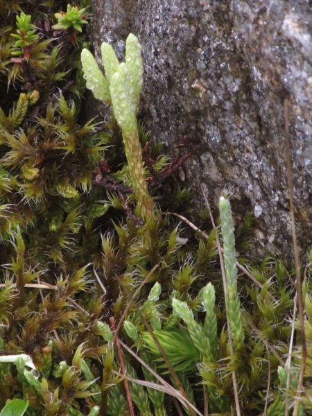 Alpine clubmoss / Diphasiastrum alpinum: The widespread _Diphasiastrum alpinum_ is more glaucous than the rarer _Diphasiastrum complanatum_, and its sterile leaves taper more gradually into the stem.