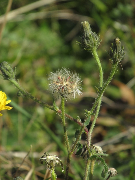 hawkweed oxtongue / Picris hieracioides