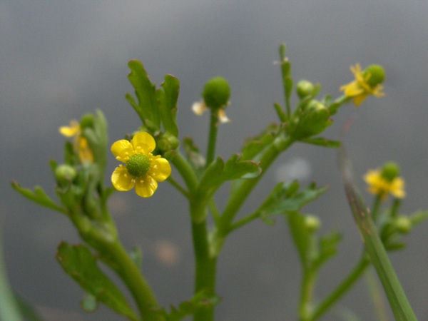 celery-leaved buttercup / Ranunculus sceleratus: The receptacle at the centre of the flower is slightly elongated in flower.