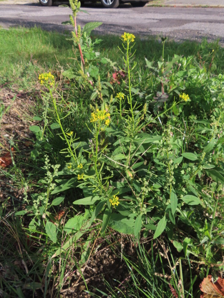 treacle mustard / Erysimum cheiranthoides: _Erysimum cheiranthoides_ is a Eurasian ruderal plant now found across the British Isles (but possibly native here in riparian habitats), especially on sandy soils.
