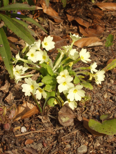 primrose / Primula vulgaris: _Primula vulgaris_ grows in woodland margins and hedgerows across the British Isles.