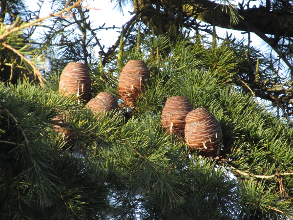 deodar / Cedrus deodara: Female cones