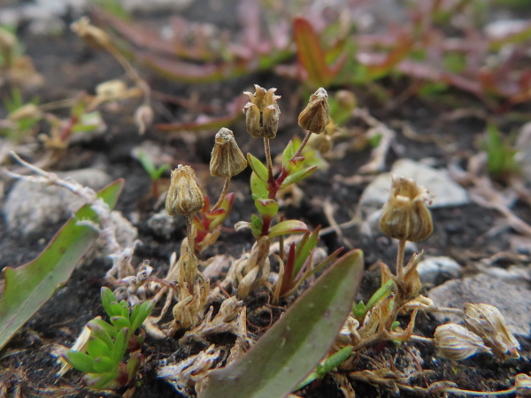 English sandwort / Arenaria norvegica subsp. anglica: The flowers of _Arenaria norvegica_ subsp. _anglica_ have 5 hairless sepals, 5 longer petals, 10 stamens and 3 styles; the fruiting capsules open by 6 apical teeth.